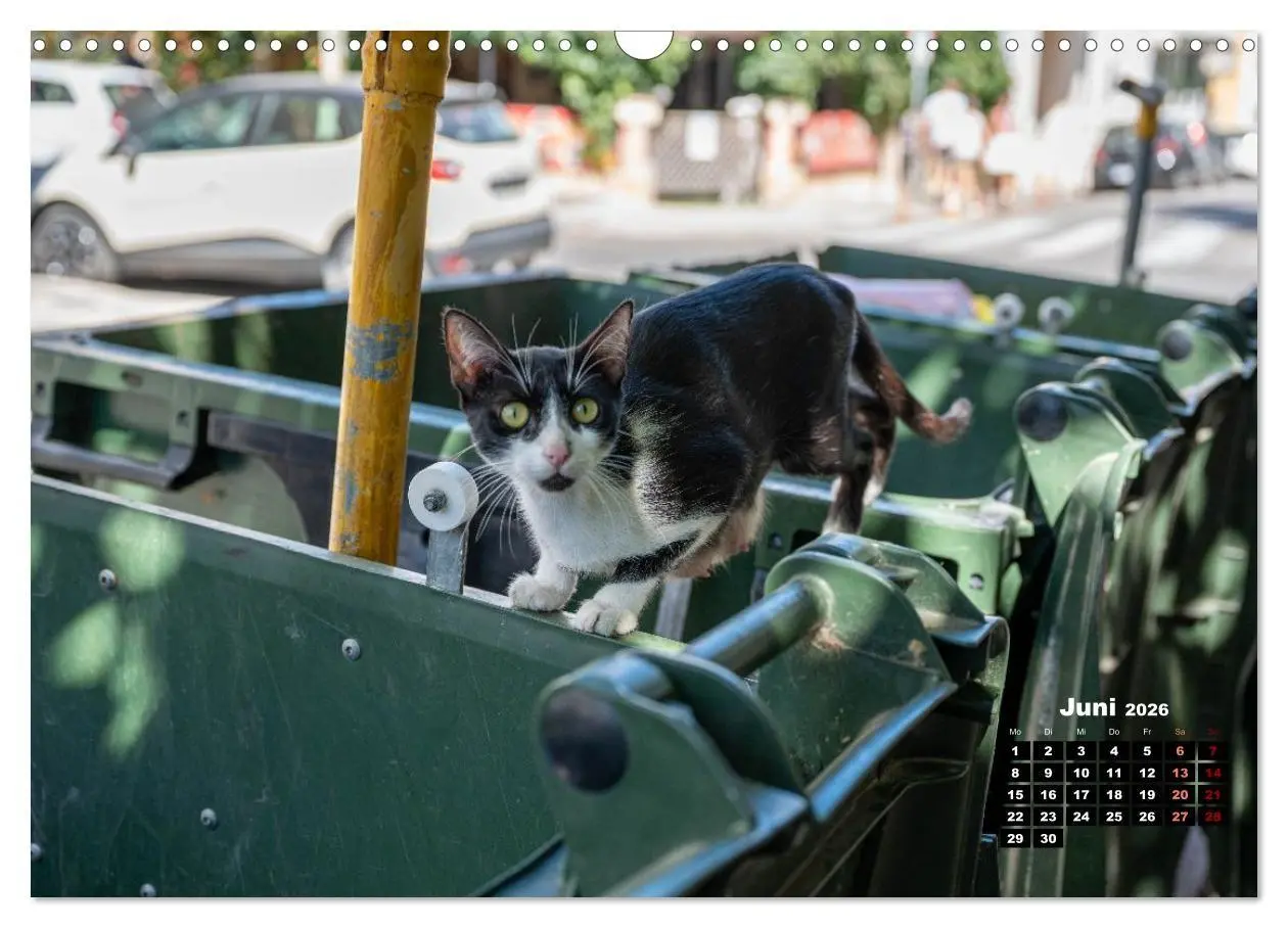 Bild: 9783516713107 | Katzen von Rhodos - Kleine Götter auf vier Pfoten (Wandkalender...