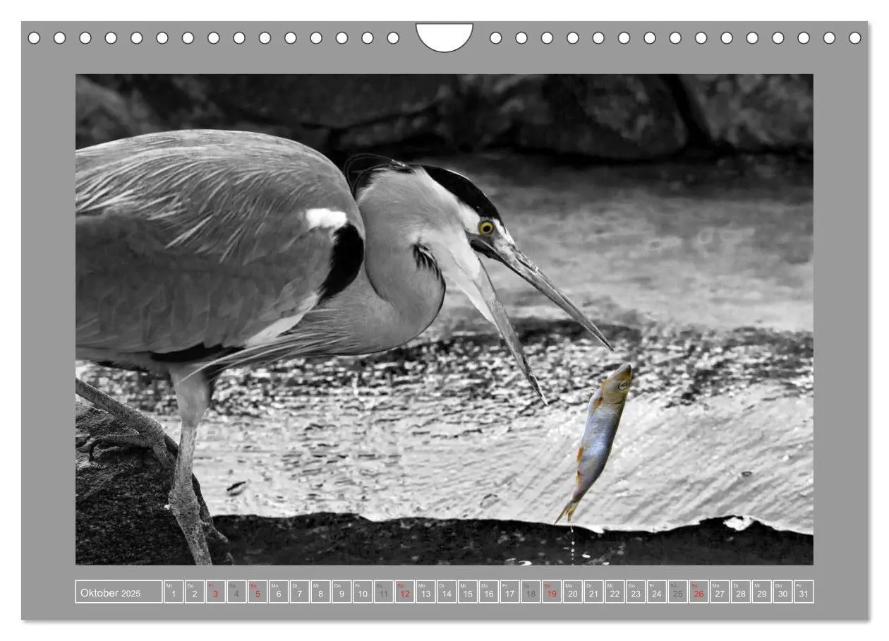 Bild: 9783435763207 | Farbige Akzente - Tierkalender 2025 in schwarz-weiß (Wandkalender...
