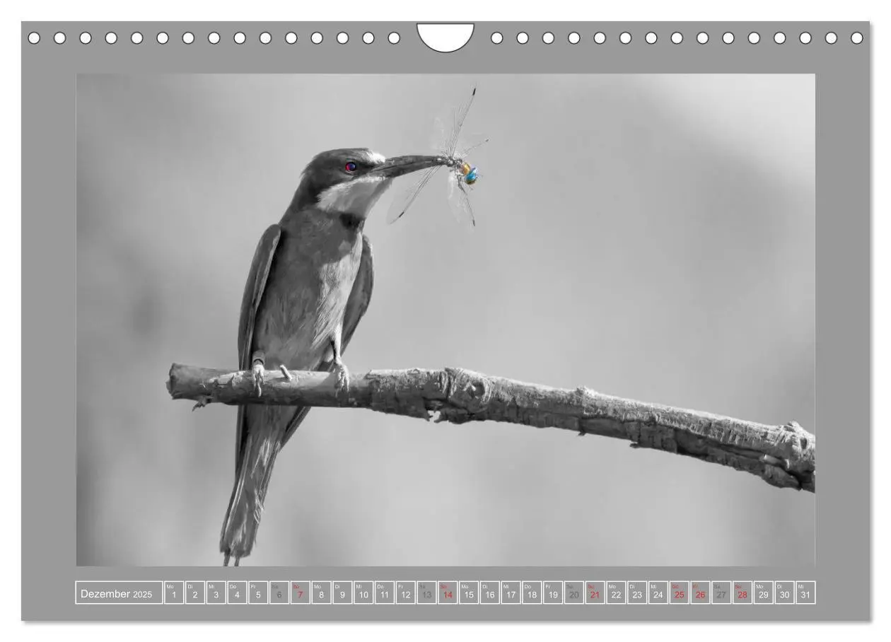 Bild: 9783435763207 | Farbige Akzente - Tierkalender 2025 in schwarz-weiß (Wandkalender...
