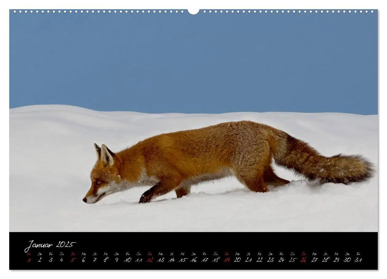 Bild: 9783435823307 | Rotfuchs - Impressionen (Wandkalender 2025 DIN A2 quer), CALVENDO...