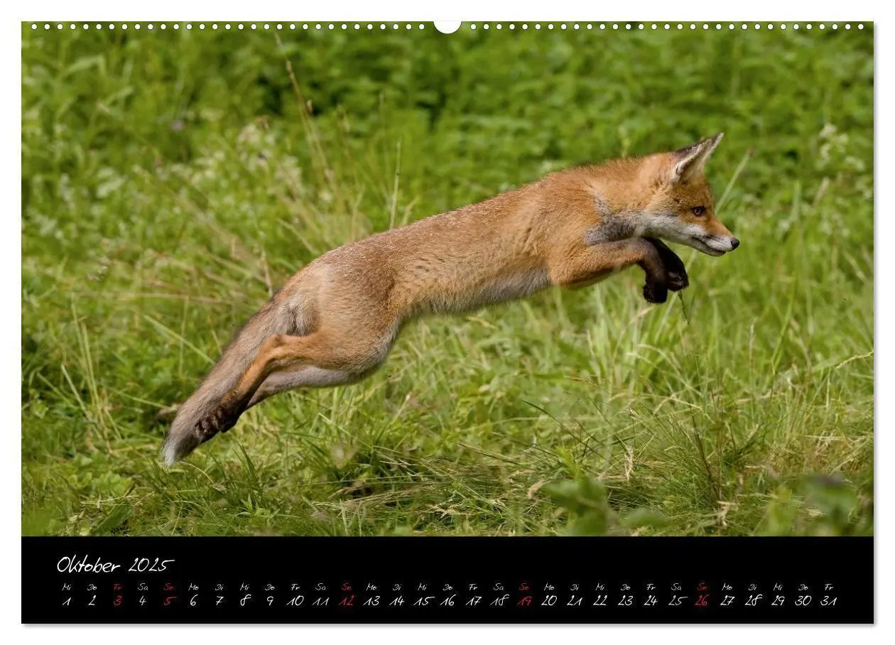 Bild: 9783435823307 | Rotfuchs - Impressionen (Wandkalender 2025 DIN A2 quer), CALVENDO...