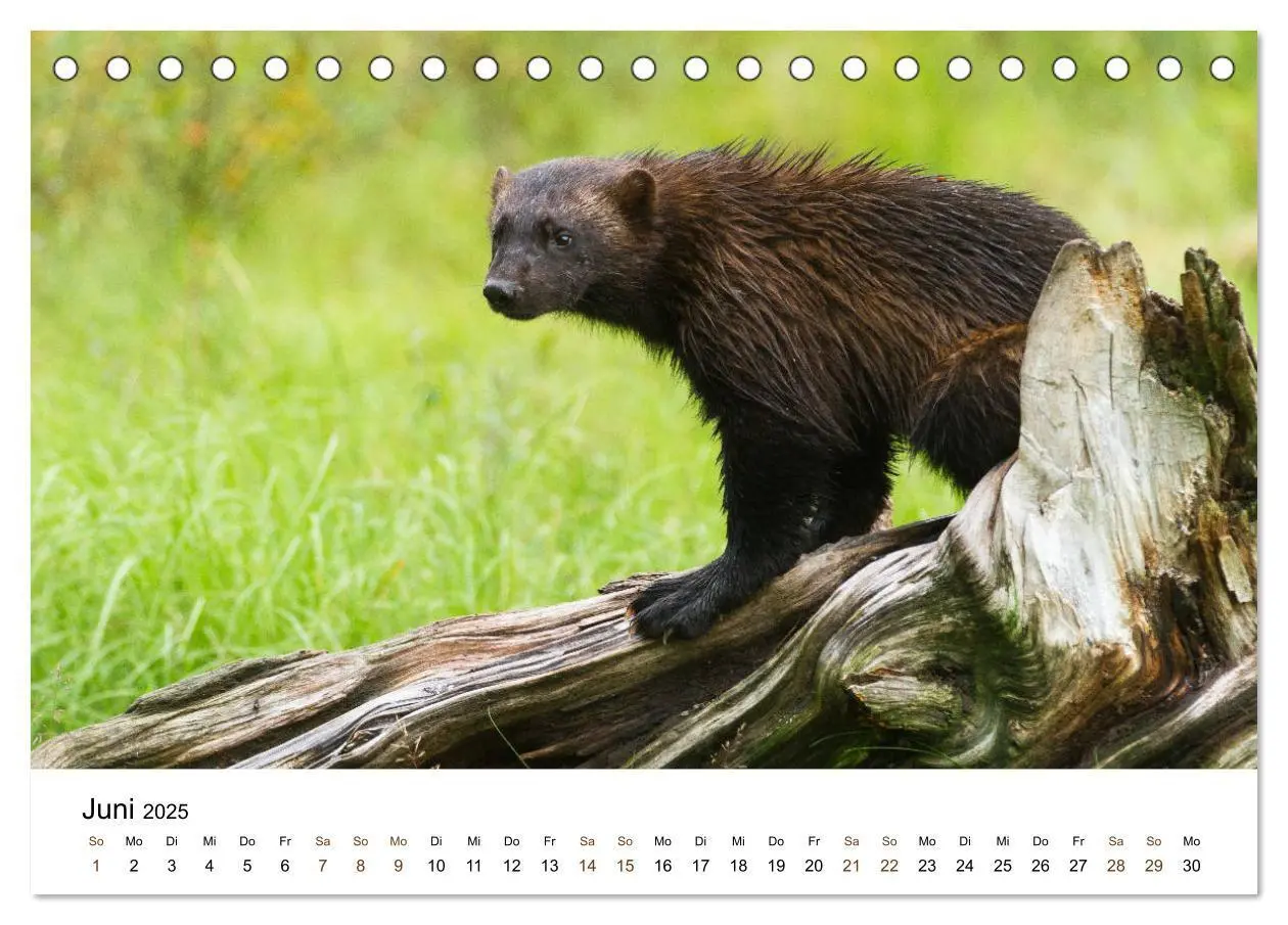 Bild: 9783435353507 | Finnland: eine tierische Entdeckungsreise (Tischkalender 2025 DIN...