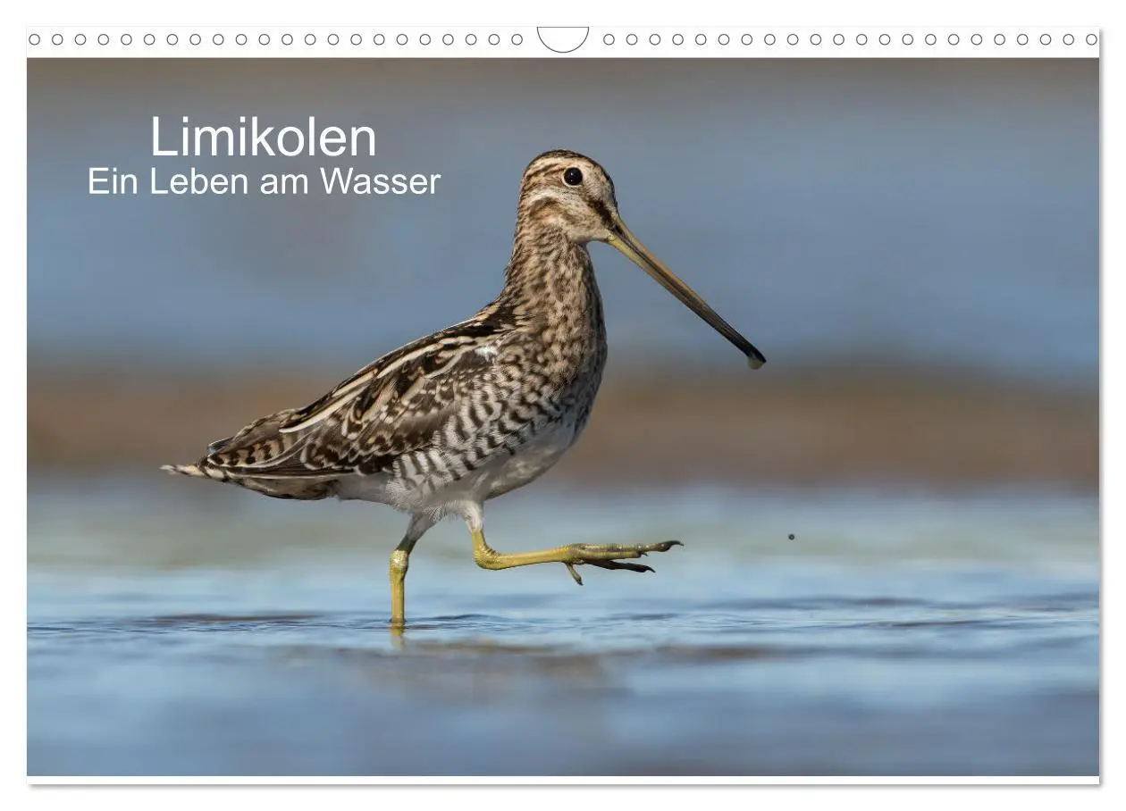 Cover: 9783435103607 | Limikolen - Ein Leben am Wasser (Wandkalender 2025 DIN A3 quer),...