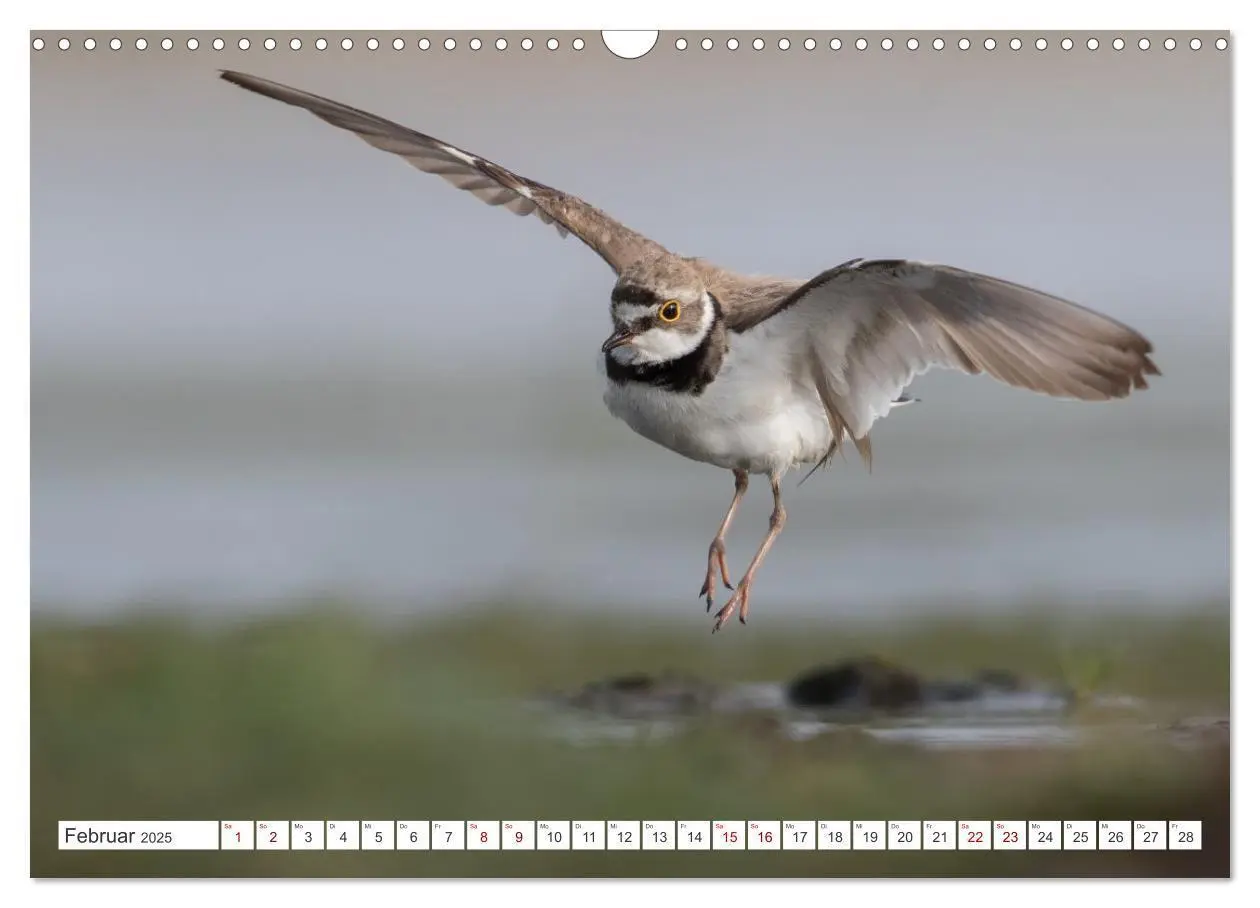 Bild: 9783435103607 | Limikolen - Ein Leben am Wasser (Wandkalender 2025 DIN A3 quer),...