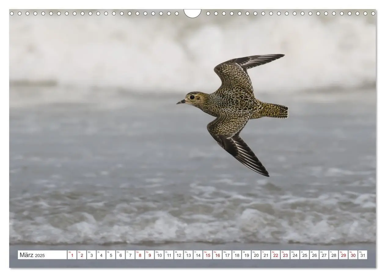 Bild: 9783435103607 | Limikolen - Ein Leben am Wasser (Wandkalender 2025 DIN A3 quer),...