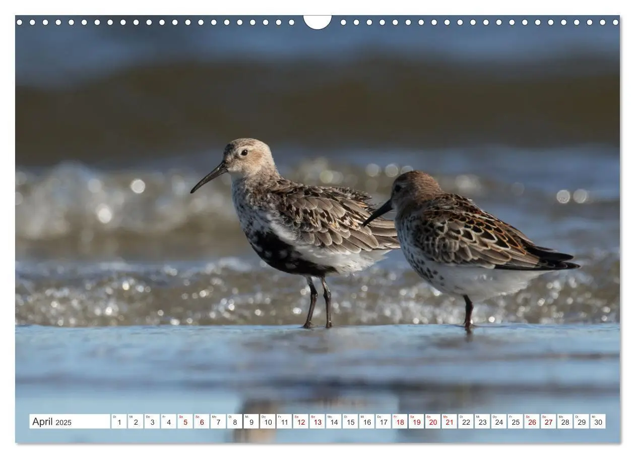 Bild: 9783435103607 | Limikolen - Ein Leben am Wasser (Wandkalender 2025 DIN A3 quer),...