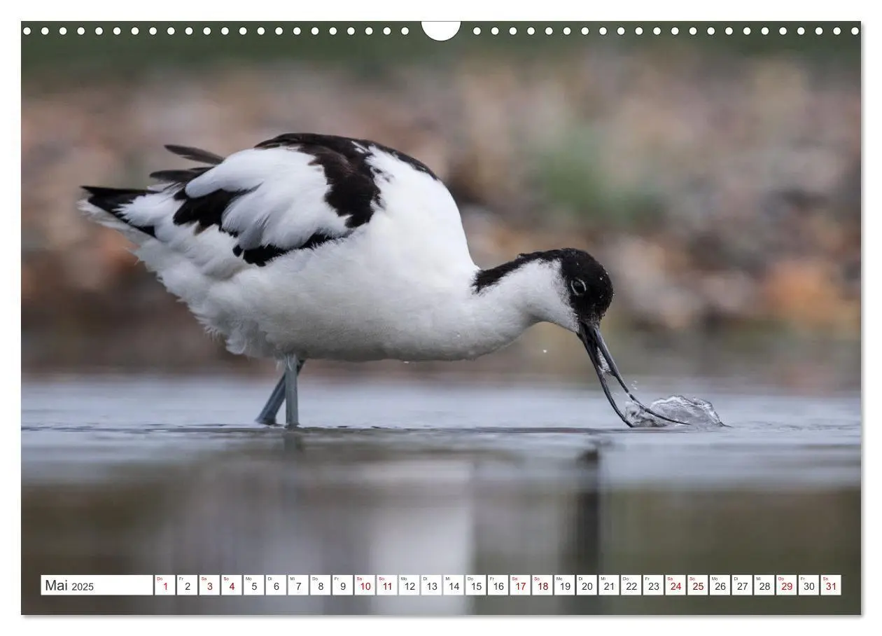 Bild: 9783435103607 | Limikolen - Ein Leben am Wasser (Wandkalender 2025 DIN A3 quer),...