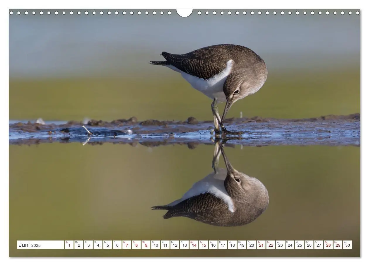 Bild: 9783435103607 | Limikolen - Ein Leben am Wasser (Wandkalender 2025 DIN A3 quer),...