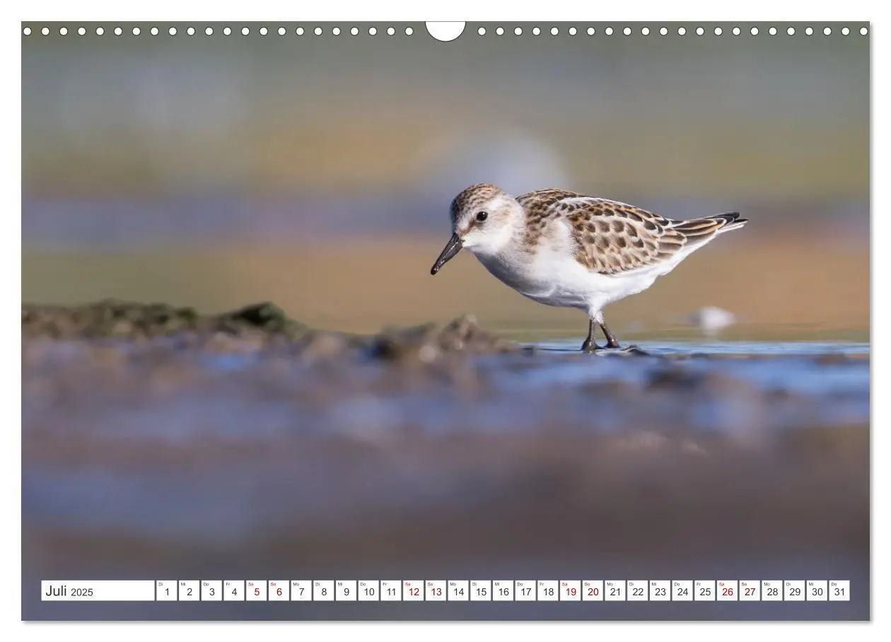 Bild: 9783435103607 | Limikolen - Ein Leben am Wasser (Wandkalender 2025 DIN A3 quer),...