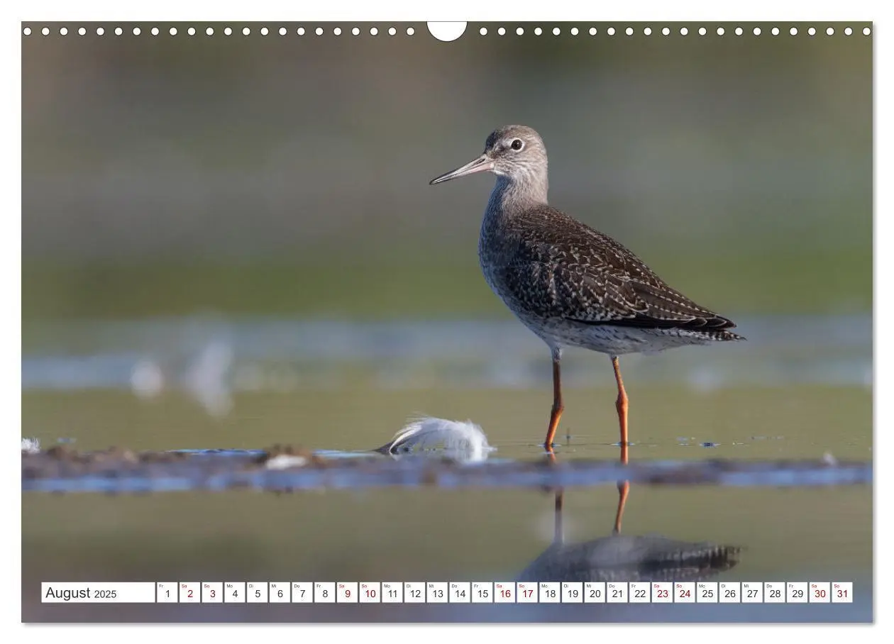 Bild: 9783435103607 | Limikolen - Ein Leben am Wasser (Wandkalender 2025 DIN A3 quer),...