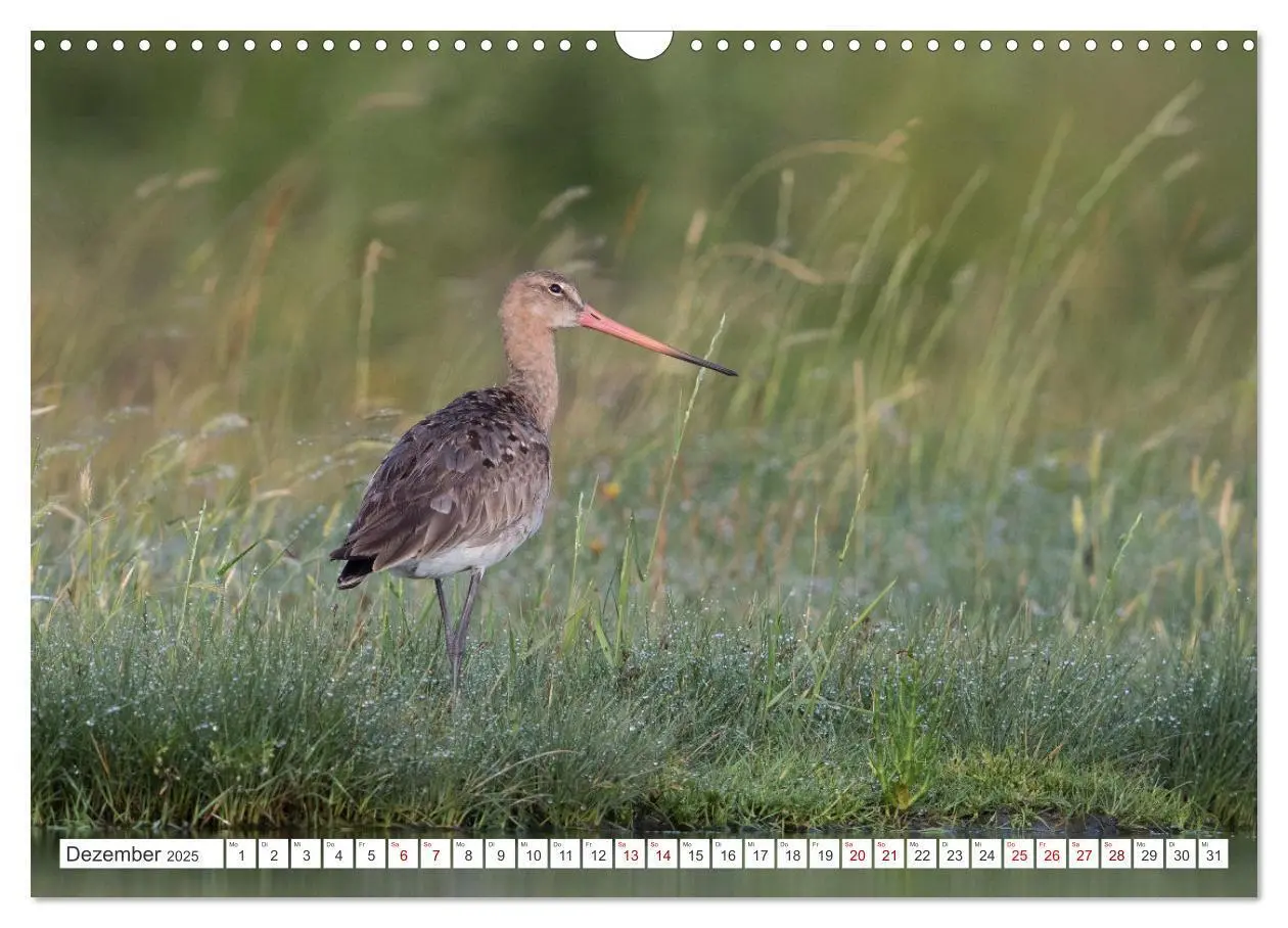Bild: 9783435103607 | Limikolen - Ein Leben am Wasser (Wandkalender 2025 DIN A3 quer),...