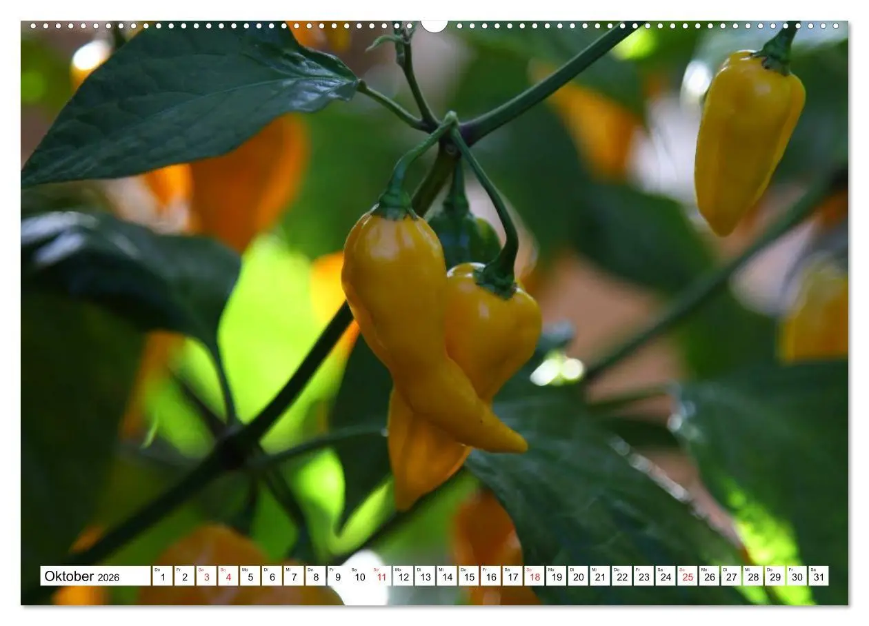 Bild: 9783457983607 | Für Chili Liebhaber (Wandkalender 2026 DIN A2 quer), CALVENDO...