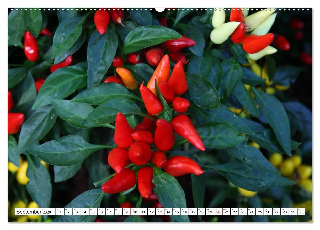 Bild: 9783457983607 | Für Chili Liebhaber (Wandkalender 2026 DIN A2 quer), CALVENDO...