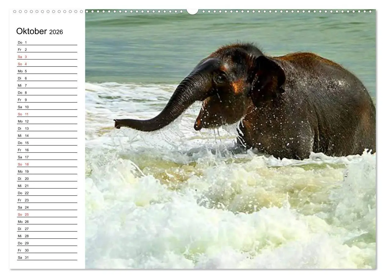 Bild: 9783516213607 | Elefanten - Wasserspaß am Strand (Wandkalender 2026 DIN A2 quer),...
