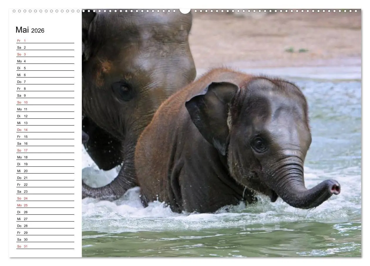 Bild: 9783516213607 | Elefanten - Wasserspaß am Strand (Wandkalender 2026 DIN A2 quer),...