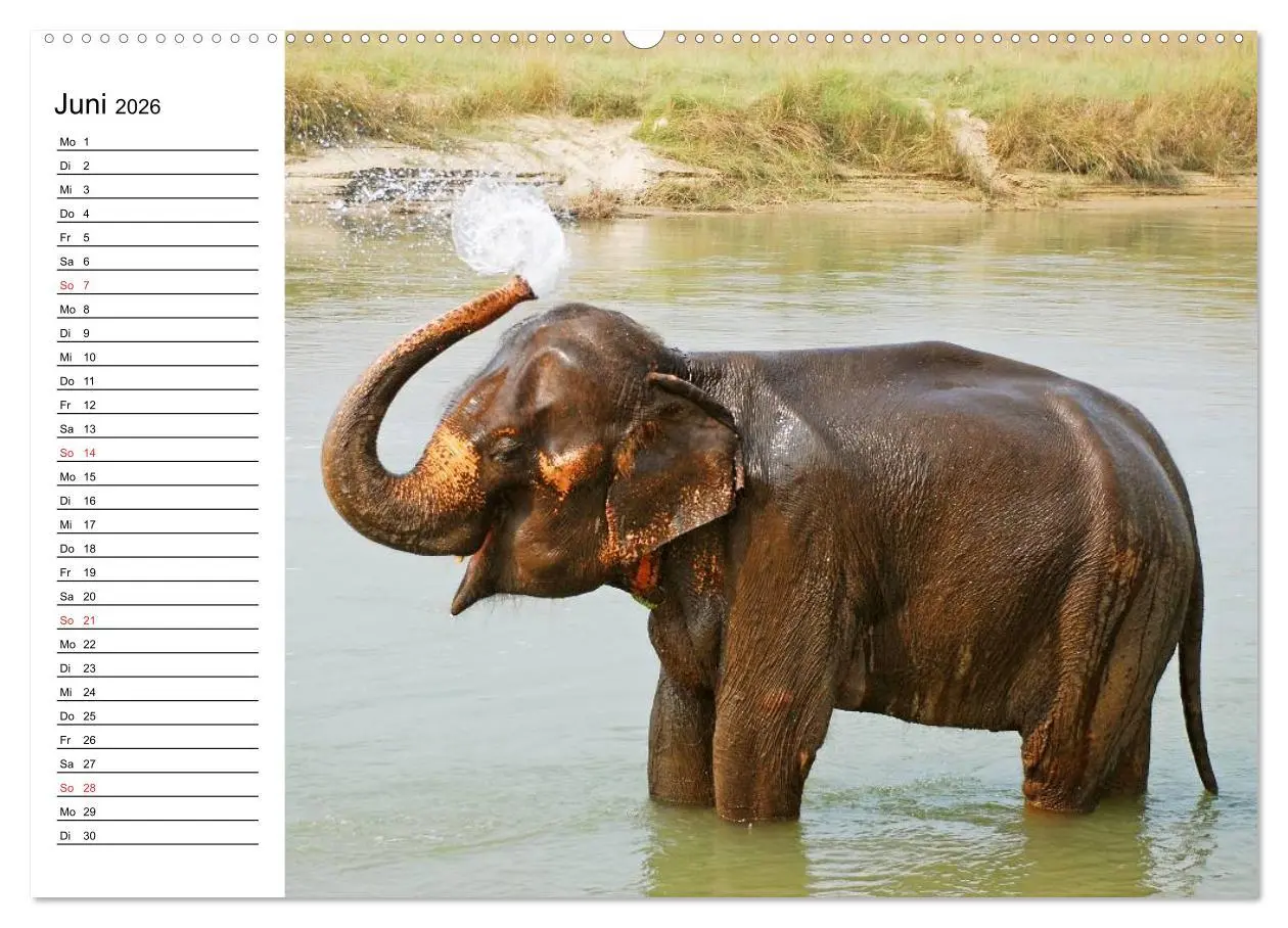 Bild: 9783516213607 | Elefanten - Wasserspaß am Strand (Wandkalender 2026 DIN A2 quer),...