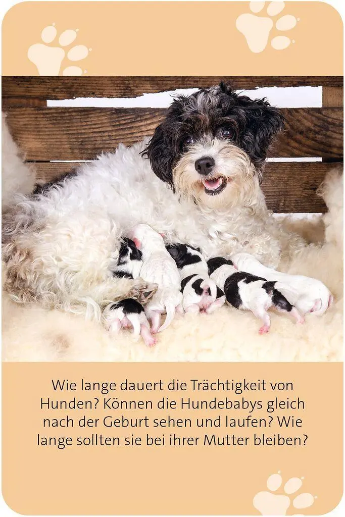 Bild: 9783964553607 | Das große Hunde Quiz | Über 150 Fragen zu den treuen Vierbeinern