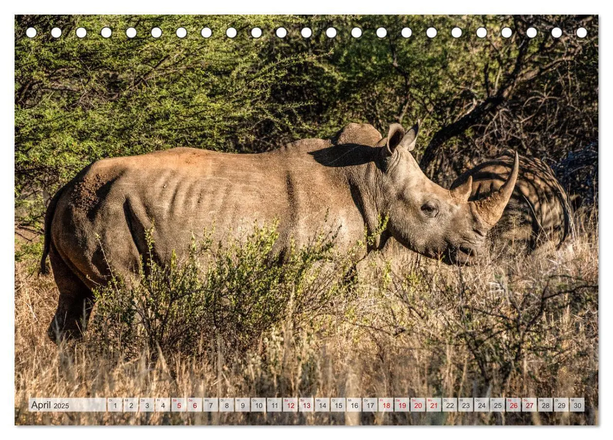 Bild: 9783383853807 | Abenteuerliches Namibia (Tischkalender 2025 DIN A5 quer), CALVENDO...