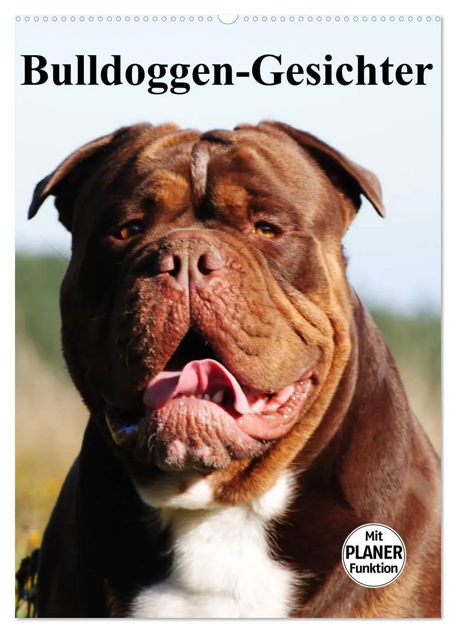 Cover: 9783516433807 | Bulldoggen-Gesichter (Wandkalender 2026 DIN A2 hoch), CALVENDO...