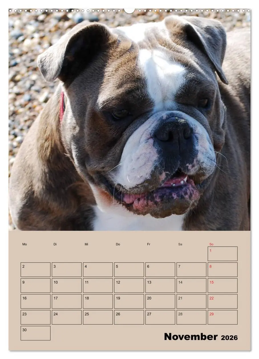Bild: 9783516433807 | Bulldoggen-Gesichter (Wandkalender 2026 DIN A2 hoch), CALVENDO...