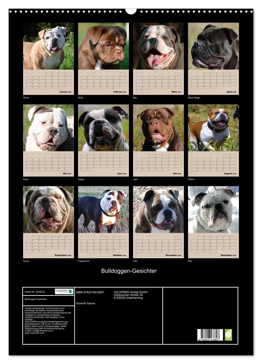 Bild: 9783516433807 | Bulldoggen-Gesichter (Wandkalender 2026 DIN A2 hoch), CALVENDO...