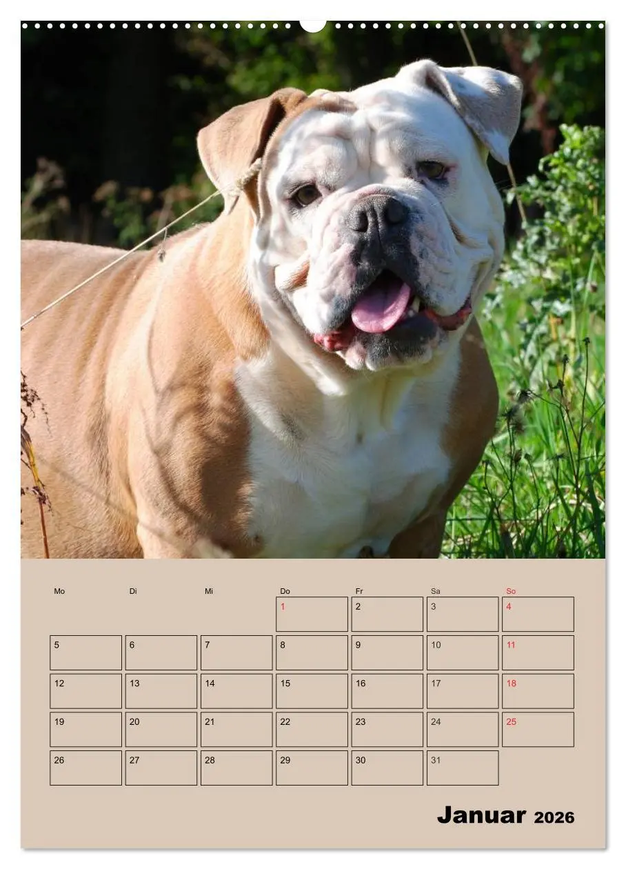 Bild: 9783516433807 | Bulldoggen-Gesichter (Wandkalender 2026 DIN A2 hoch), CALVENDO...