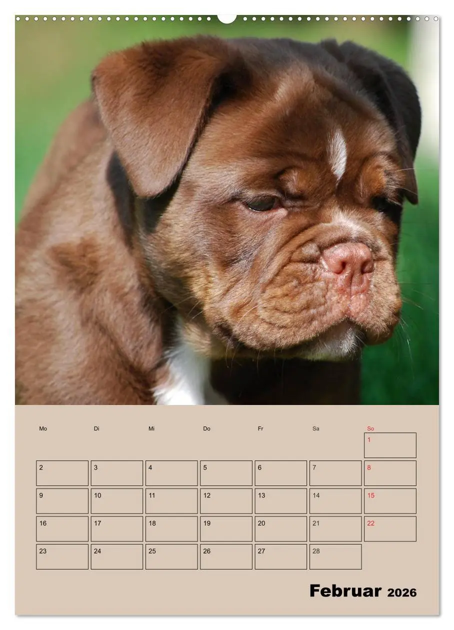 Bild: 9783516433807 | Bulldoggen-Gesichter (Wandkalender 2026 DIN A2 hoch), CALVENDO...
