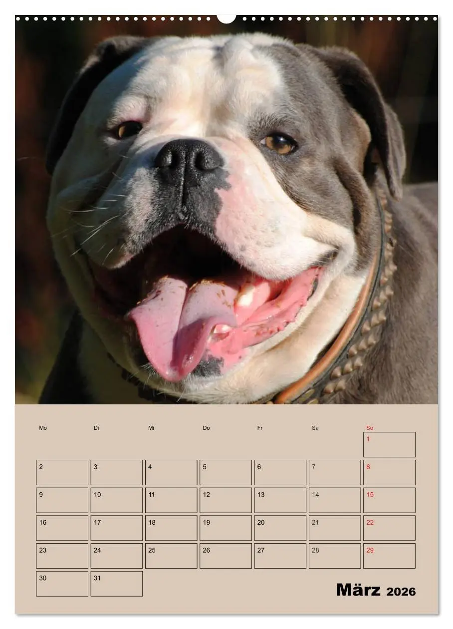 Bild: 9783516433807 | Bulldoggen-Gesichter (Wandkalender 2026 DIN A2 hoch), CALVENDO...