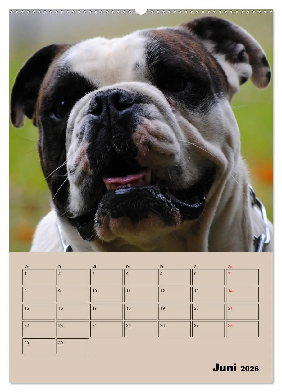 Bild: 9783516433807 | Bulldoggen-Gesichter (Wandkalender 2026 DIN A2 hoch), CALVENDO...