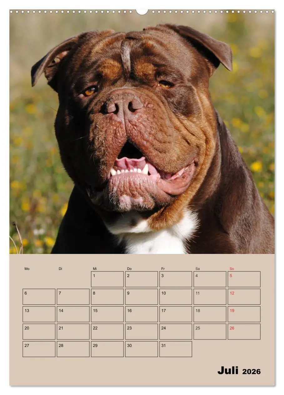 Bild: 9783516433807 | Bulldoggen-Gesichter (Wandkalender 2026 DIN A2 hoch), CALVENDO...
