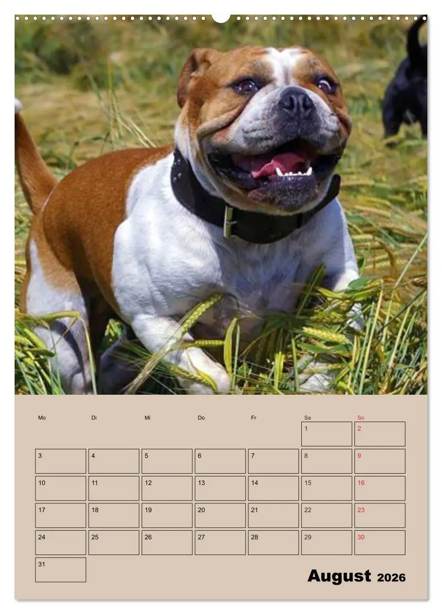 Bild: 9783516433807 | Bulldoggen-Gesichter (Wandkalender 2026 DIN A2 hoch), CALVENDO...