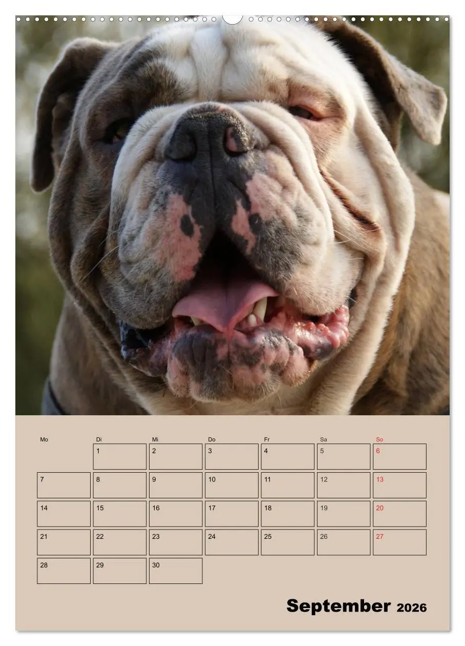 Bild: 9783516433807 | Bulldoggen-Gesichter (Wandkalender 2026 DIN A2 hoch), CALVENDO...