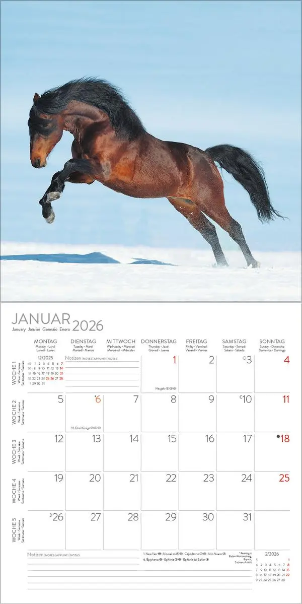 Bild: 9783731883807 | Horses 2026 | Verlag Korsch | Kalender | 13 S. | Deutsch | 2026