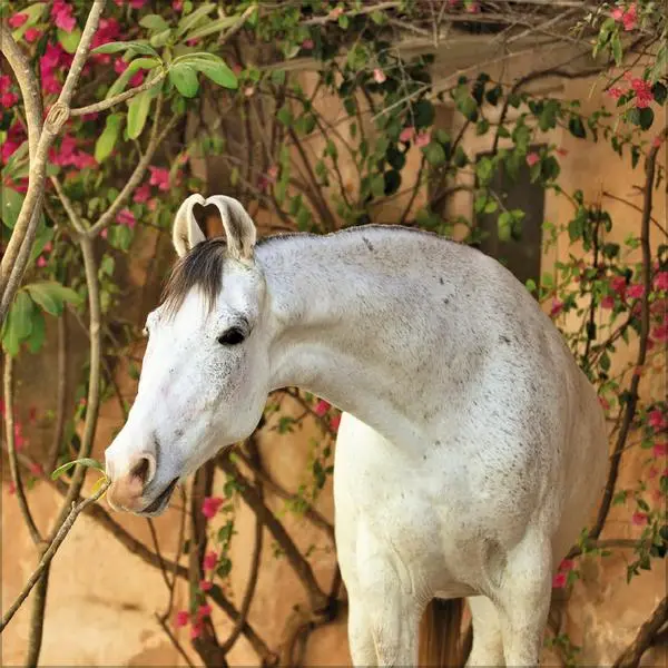 Bild: 9783731883807 | Horses 2026 | Verlag Korsch | Kalender | 13 S. | Deutsch | 2026