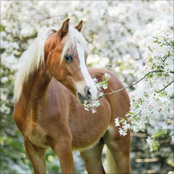 Bild: 9783731883807 | Horses 2026 | Verlag Korsch | Kalender | 13 S. | Deutsch | 2026