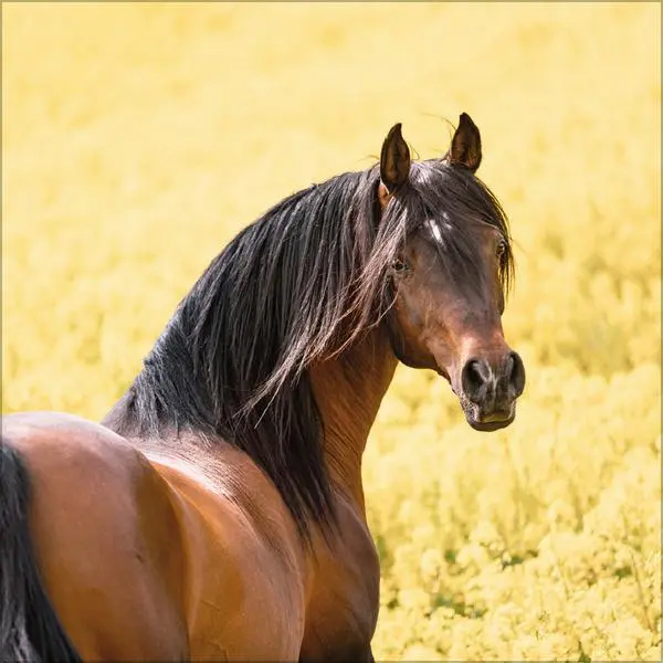 Bild: 9783731883807 | Horses 2026 | Verlag Korsch | Kalender | 13 S. | Deutsch | 2026