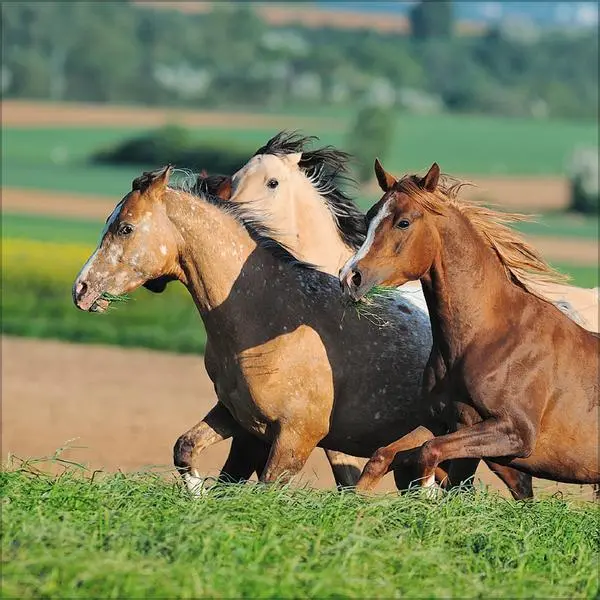 Bild: 9783731883807 | Horses 2026 | Verlag Korsch | Kalender | 13 S. | Deutsch | 2026