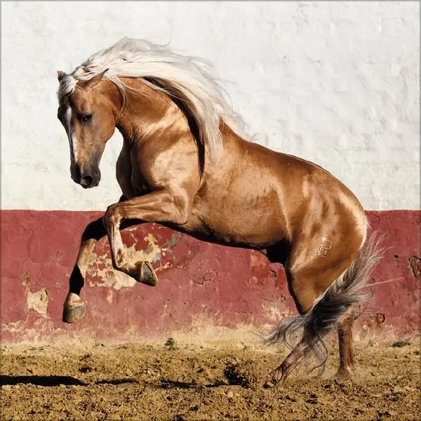 Bild: 9783731883807 | Horses 2026 | Verlag Korsch | Kalender | 13 S. | Deutsch | 2026