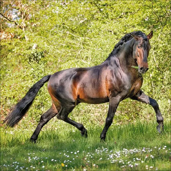 Bild: 9783731883807 | Horses 2026 | Verlag Korsch | Kalender | 13 S. | Deutsch | 2026