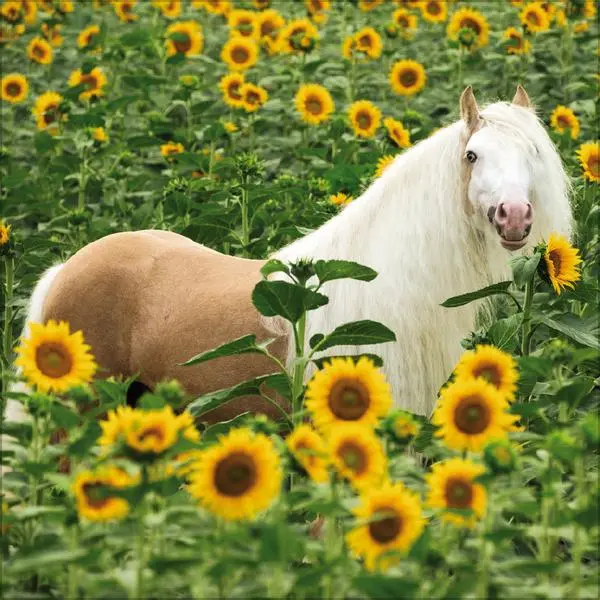 Bild: 9783731883807 | Horses 2026 | Verlag Korsch | Kalender | 13 S. | Deutsch | 2026