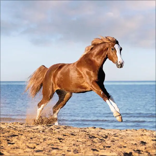 Bild: 9783731883807 | Horses 2026 | Verlag Korsch | Kalender | 13 S. | Deutsch | 2026