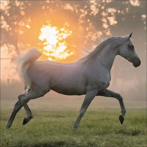 Bild: 9783731883807 | Horses 2026 | Verlag Korsch | Kalender | 13 S. | Deutsch | 2026