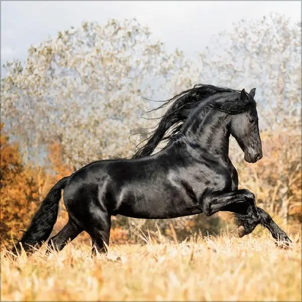 Bild: 9783731883807 | Horses 2026 | Verlag Korsch | Kalender | 13 S. | Deutsch | 2026