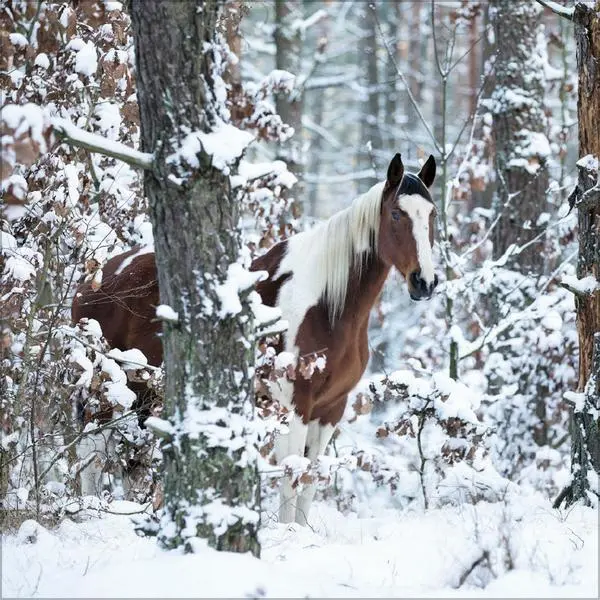 Bild: 9783731883807 | Horses 2026 | Verlag Korsch | Kalender | 13 S. | Deutsch | 2026