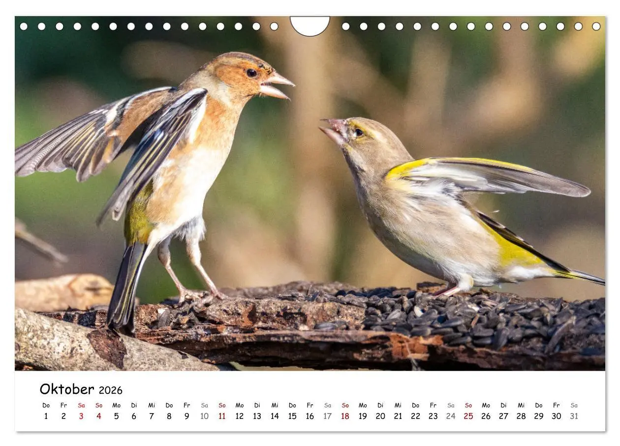 Bild: 9783457534007 | Der Kernbeißer und seine gefiederten Gesellen (Wandkalender 2026...