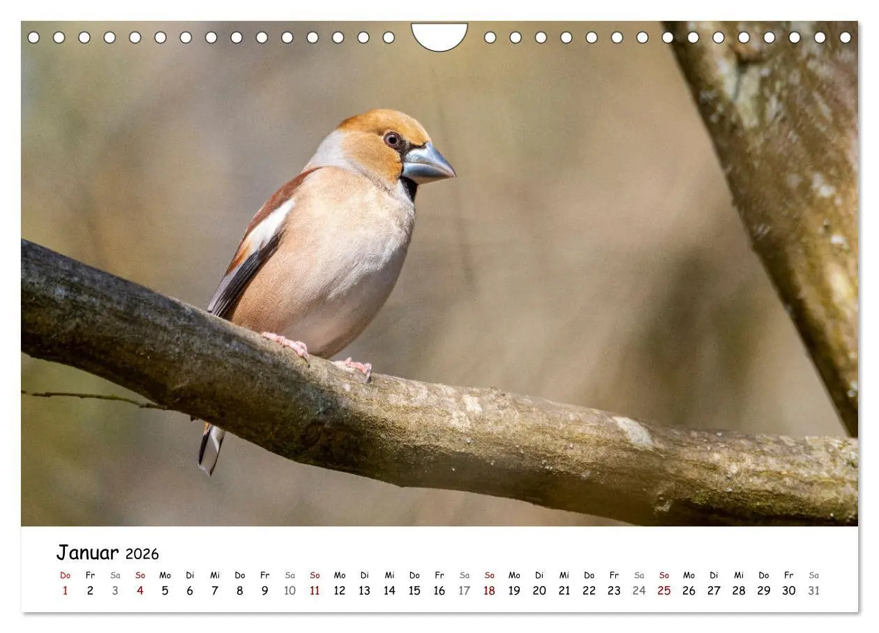 Bild: 9783457534007 | Der Kernbeißer und seine gefiederten Gesellen (Wandkalender 2026...