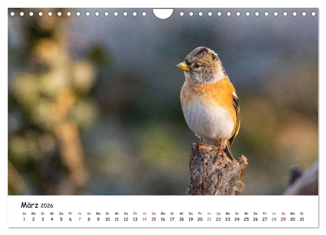 Bild: 9783457534007 | Der Kernbeißer und seine gefiederten Gesellen (Wandkalender 2026...