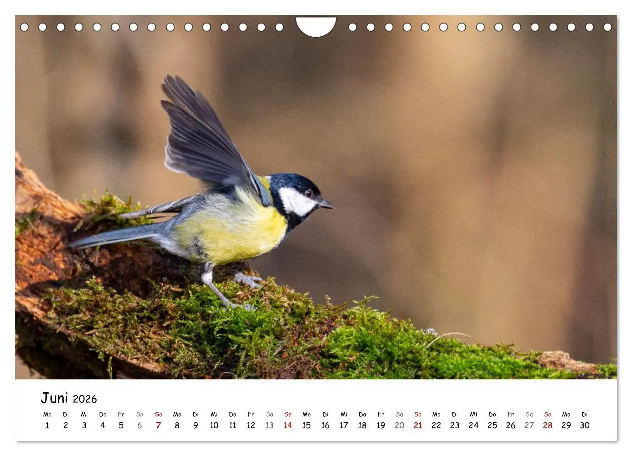Bild: 9783457534007 | Der Kernbeißer und seine gefiederten Gesellen (Wandkalender 2026...