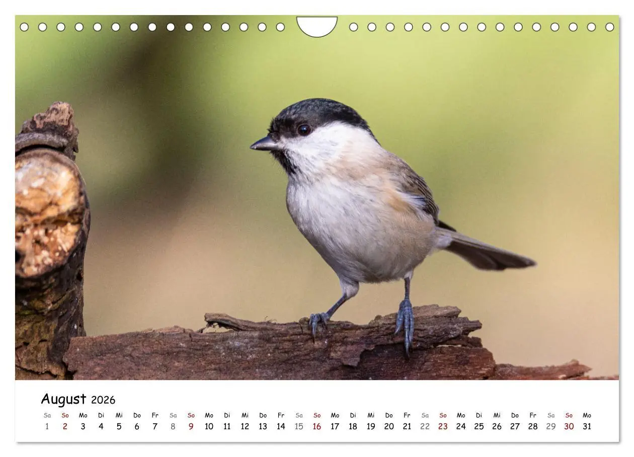 Bild: 9783457534007 | Der Kernbeißer und seine gefiederten Gesellen (Wandkalender 2026...
