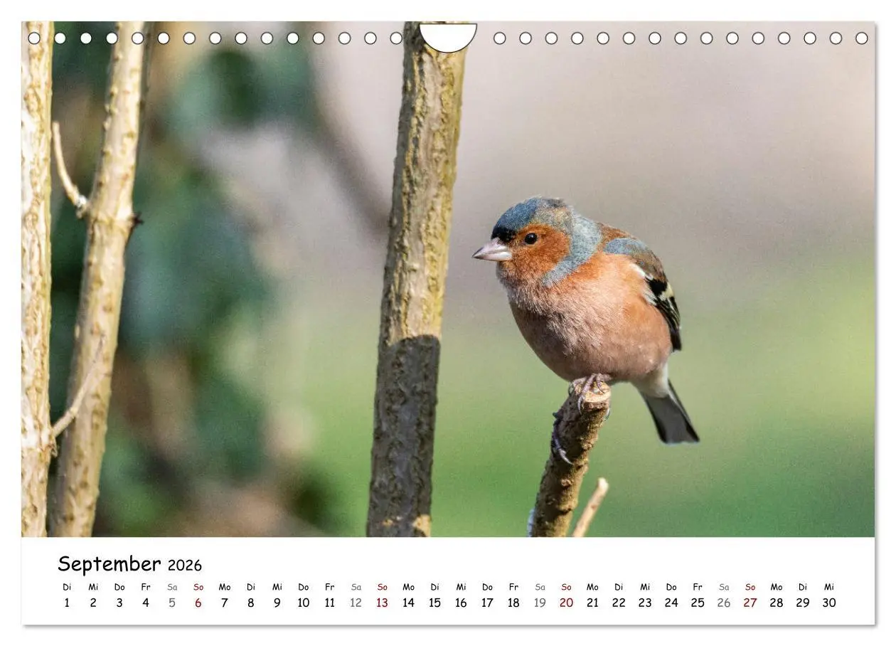 Bild: 9783457534007 | Der Kernbeißer und seine gefiederten Gesellen (Wandkalender 2026...